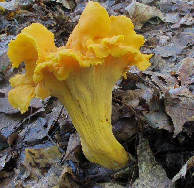 Image of Cantharellus lateritius (Berk.) Singer 1951