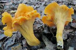 Image of Cantharellus lateritius (Berk.) Singer 1951