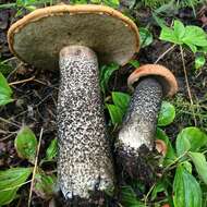 Image of Leccinum