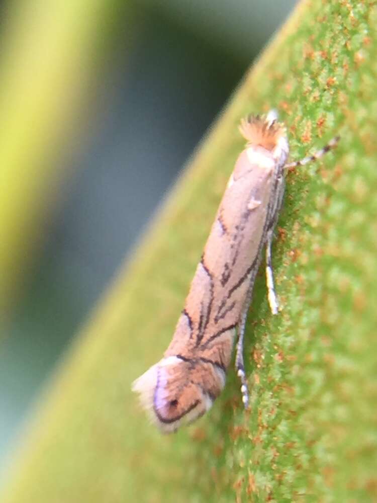 Phyllonorycter messaniella (Zeller 1846)的圖片