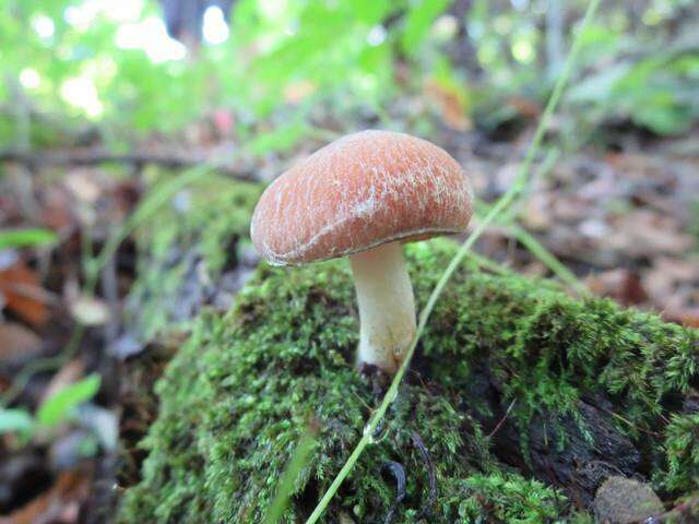 Plancia ëd Psathyrella delineata (Peck) A. H. Sm. 1941