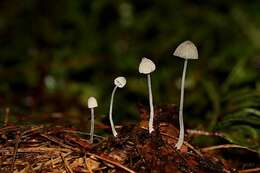 Image of <i>Mycena perlae</i>