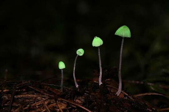 Image de <i>Mycena perlae</i>