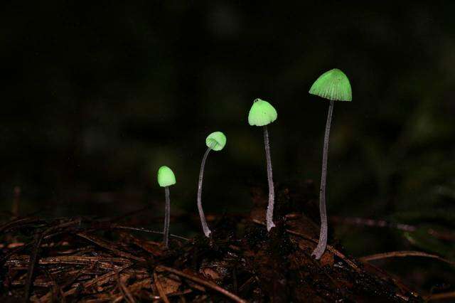 Image of <i>Mycena perlae</i>