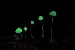 Image of <i>Mycena perlae</i>