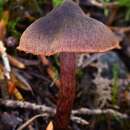 Image of Cortinarius anthracinus (Fr.) Sacc. 1887