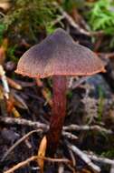 Слика од Cortinarius anthracinus (Fr.) Sacc. 1887