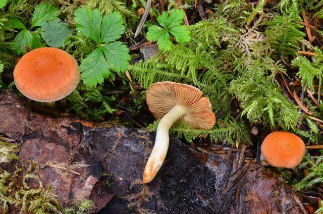 Image of Pholiota