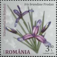 Слика од Iris sintenisii subsp. brandzae (Prodan) D. A. Webb & Chater