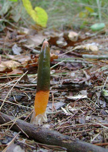 Image of Elegant stinkhorn