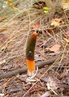 Image of Elegant stinkhorn