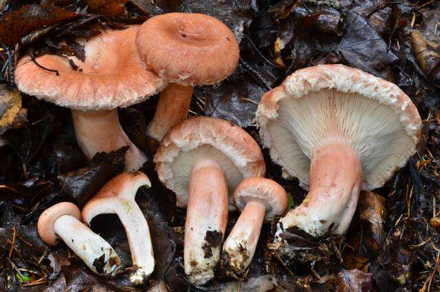 Image of Milk Cap Mushrooms