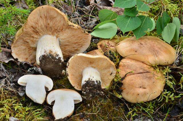 Image of Tricholoma populinum J. E. Lange 1933