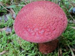 Image of Clinton’s boletus