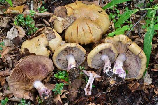 Imagem de Cortinarius porphyropus (Alb. & Schwein.) Fr. 1838