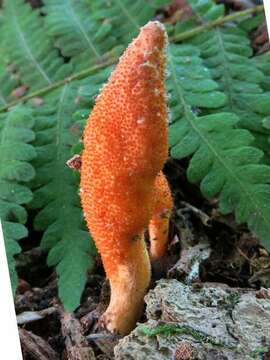 Image of Cordyceps