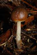 Image de Psilocybe aucklandiae Guzmán, C. C. King & Bandala 1991