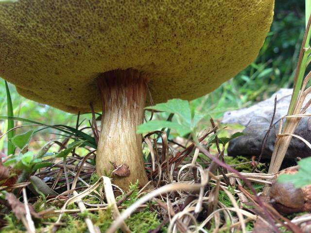 Image of Aureoboletus innixus (Frost) Halling, A. R. Bessette & Bessette 2015