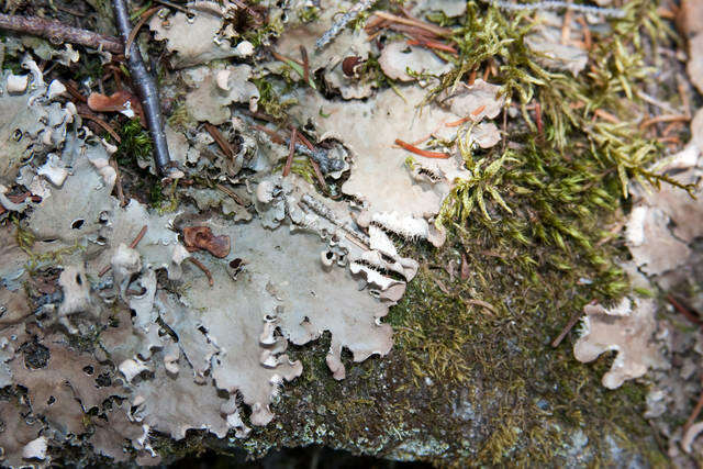 Image of Field dog-lichen;   Felt lichen