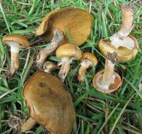 Image of Suillus cothurnatus Singer 1945