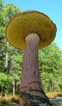 صورة Aureoboletus projectellus (Murrill) Halling 2015