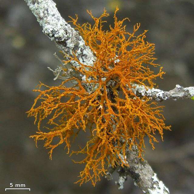 Image of teloschistes lichen