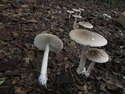 Image de Amanita spreta (Peck) Sacc. 1887