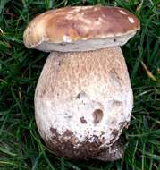 Image of Boletus