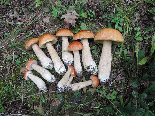 Image of Boletus chippewaensis A. H. Sm. & Thiers 1971