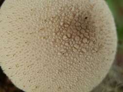 Imagem de Lycoperdon