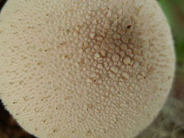 Imagem de Lycoperdon