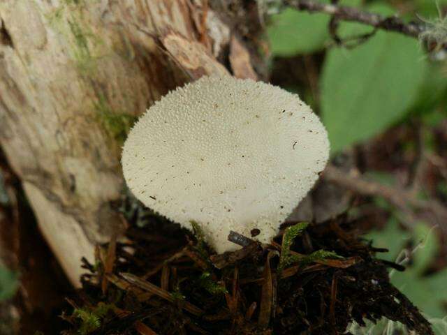 Imagem de Lycoperdon