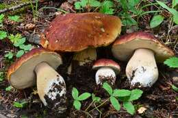 Boletus rubriceps D. Arora & J. L. Frank 2014 resmi