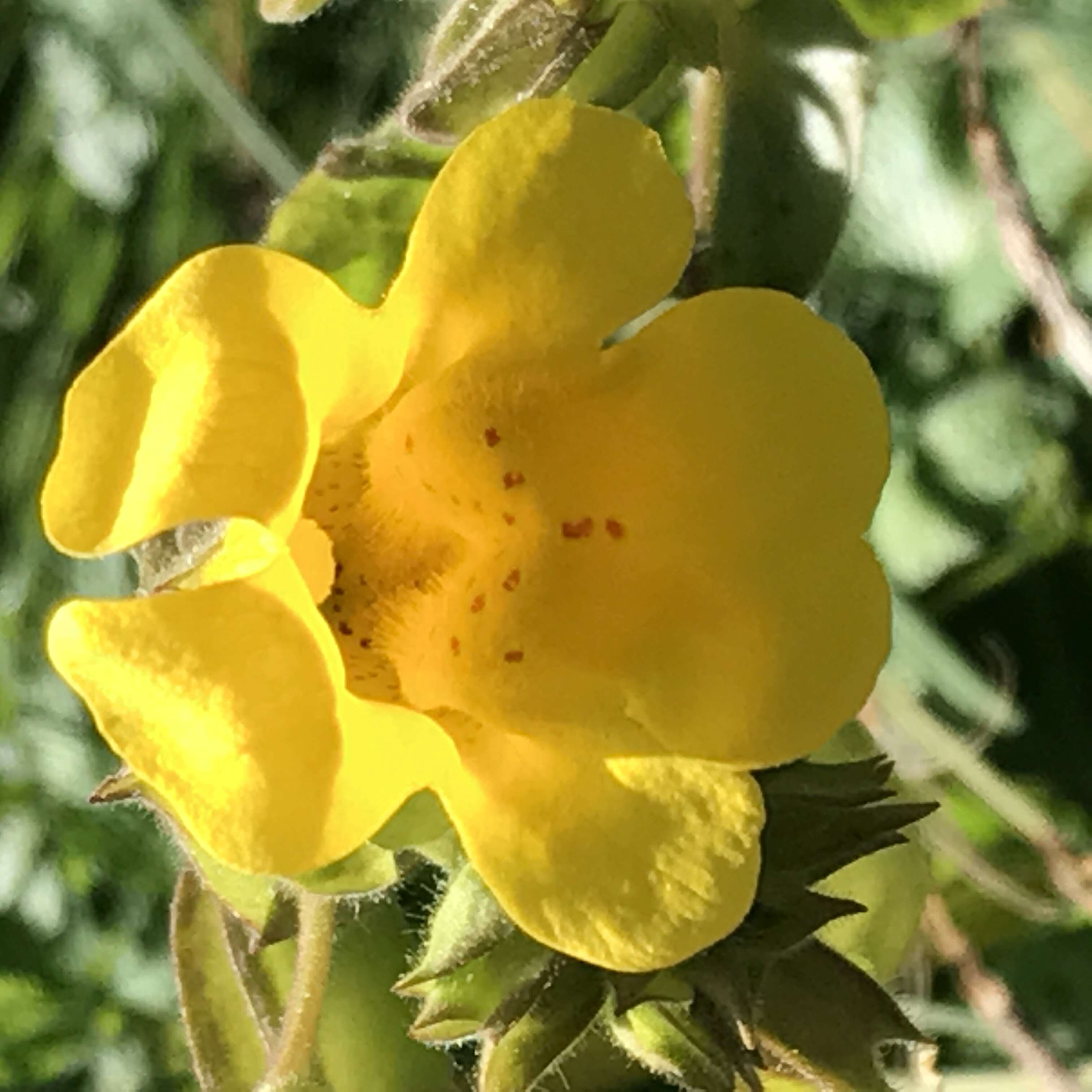 Plancia ëd Mimulus