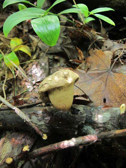 Imagem de Lycoperdon