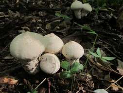 Imagem de Lycoperdon