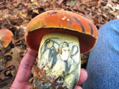 Image of Boletus subluridellus A. H. Sm. & Thiers 1971