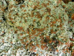 Image of trapeliopsis lichen