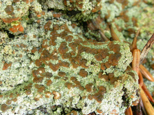 Image of trapeliopsis lichen