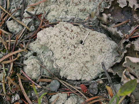 Image of trapeliopsis lichen