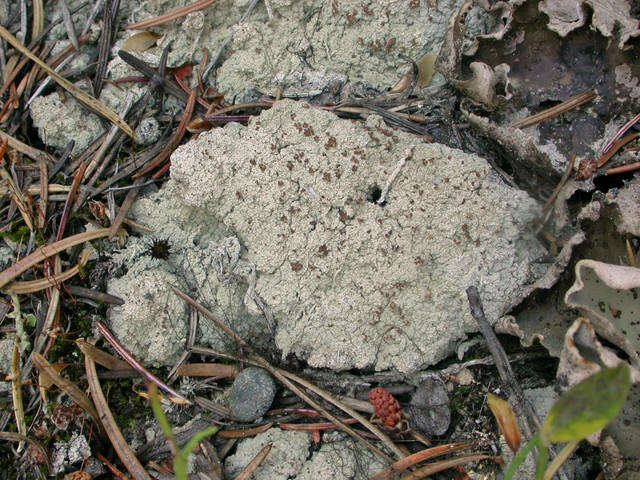 Image of trapeliopsis lichen