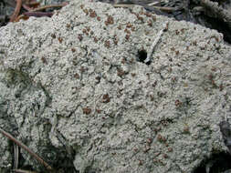 Image of trapeliopsis lichen