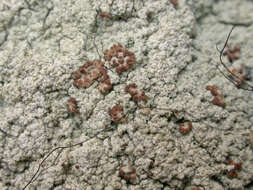 Image of trapeliopsis lichen