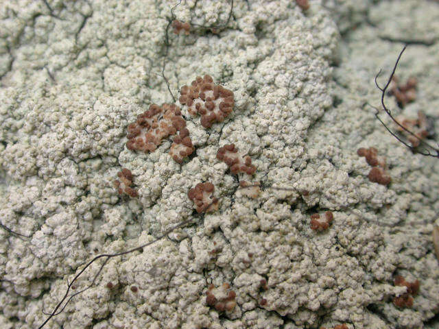 Image of trapeliopsis lichen