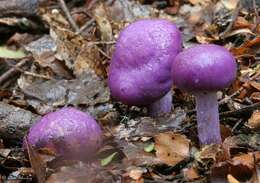 Слика од Cortinarius porphyroideus Peintner & M. M. Moser 2002