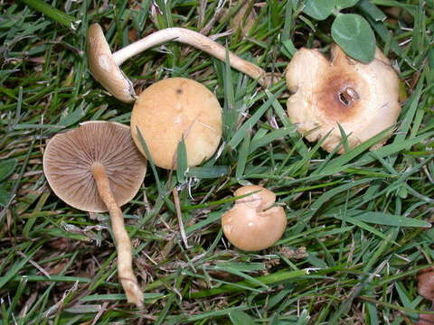 Image of Agrocybe