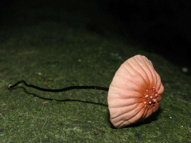 Image of Rosy parachute