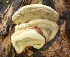 Image of Ganoderma