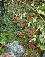 Image of bowl lichen