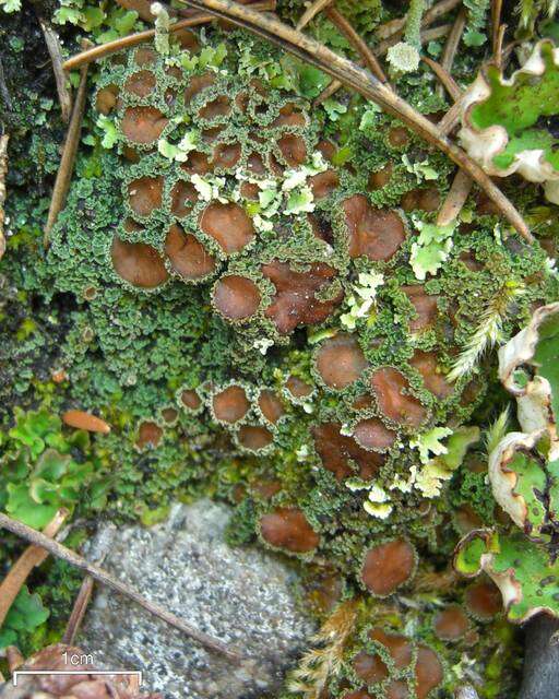 Image of bowl lichen